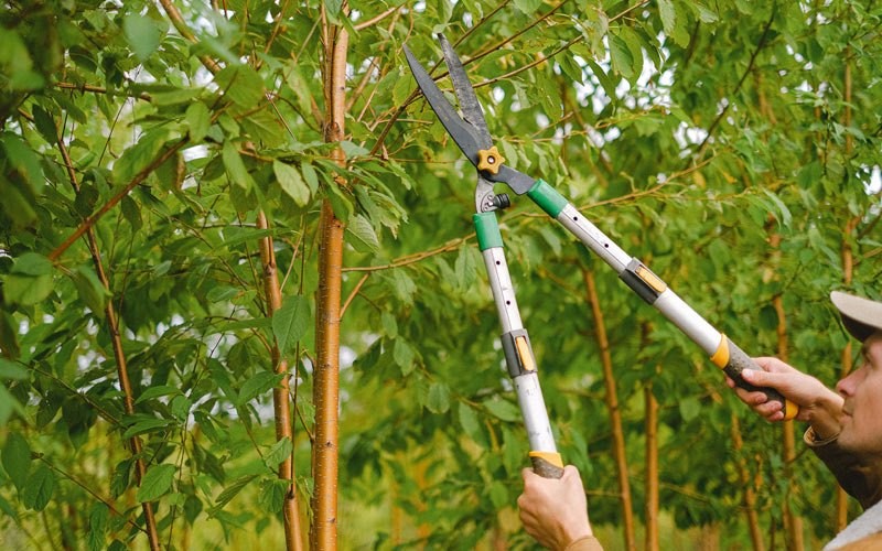 Tree trimming in Rockwood, IL